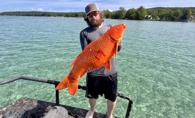 A man holding a large orange koi.