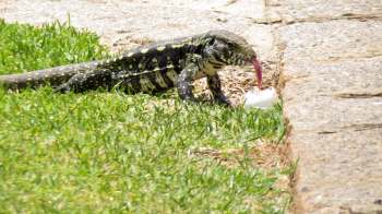 A lizard with a long tongue is crawling on grass, eating the contents of an egg on a stone path.