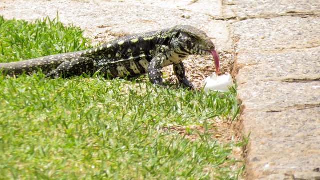A lizard with a long tongue is crawling on grass, eating the contents of an egg on a stone path.