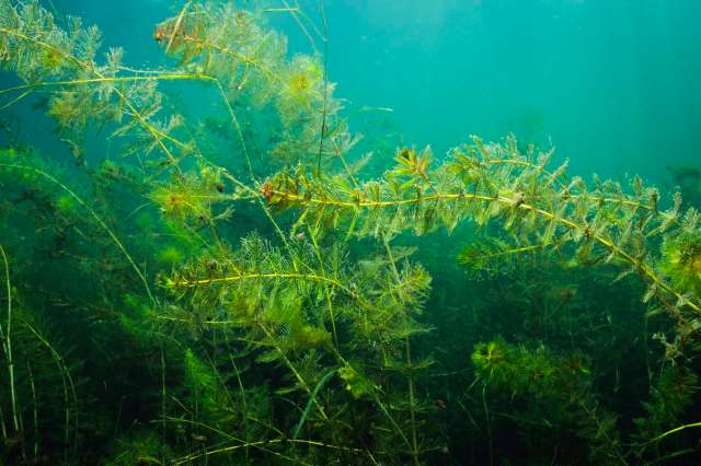 Underwater greenery with delicate aquatic plants swaying in clear turquoise water.