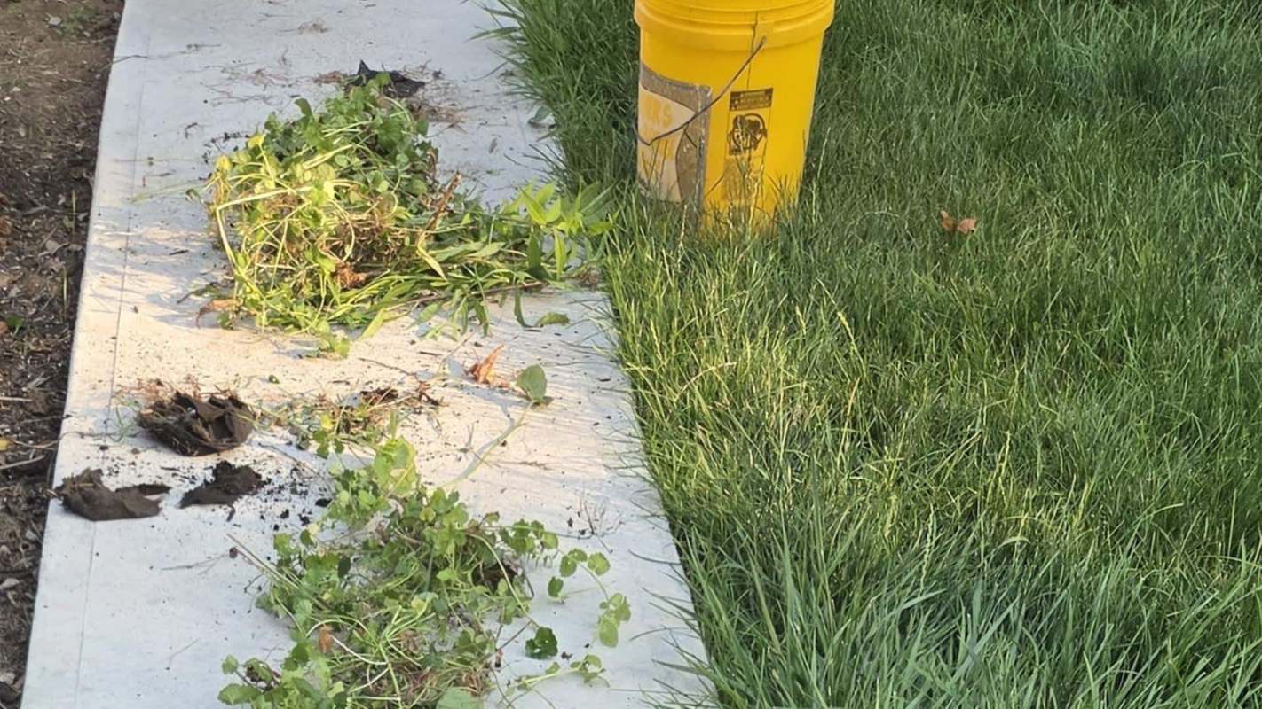 Weeds and clumps of soil on a private sidewalk in a yard.