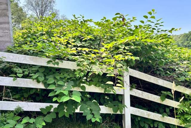 Invasive green plants growing over and through a fence.