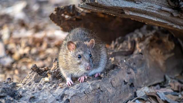 A rat sits on a piece of wood surrounded by leaves and debris.