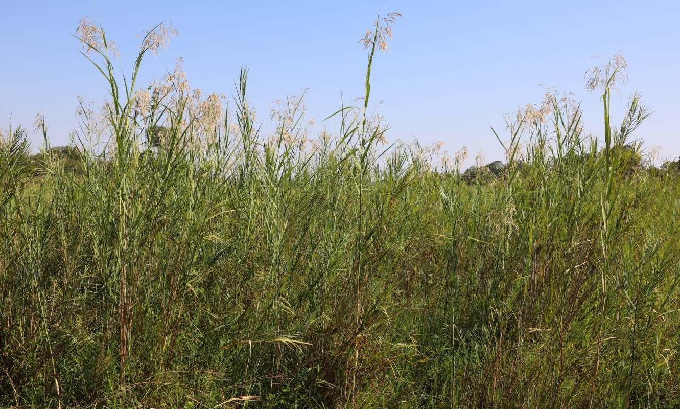 A dense patch of tall green grass and reeds under a clear blue sky.