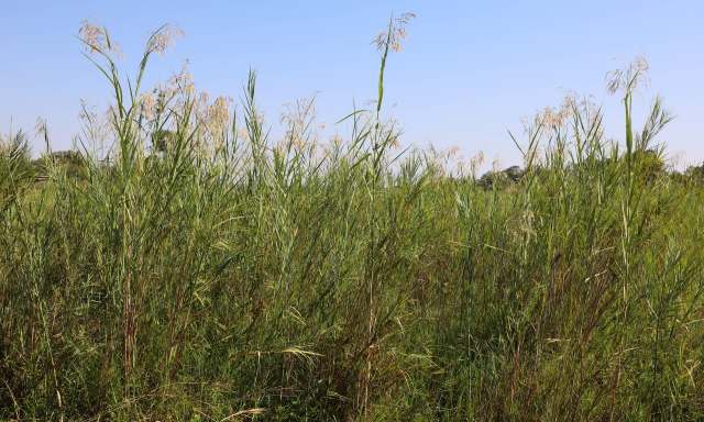 A dense patch of tall green grass and reeds under a clear blue sky.