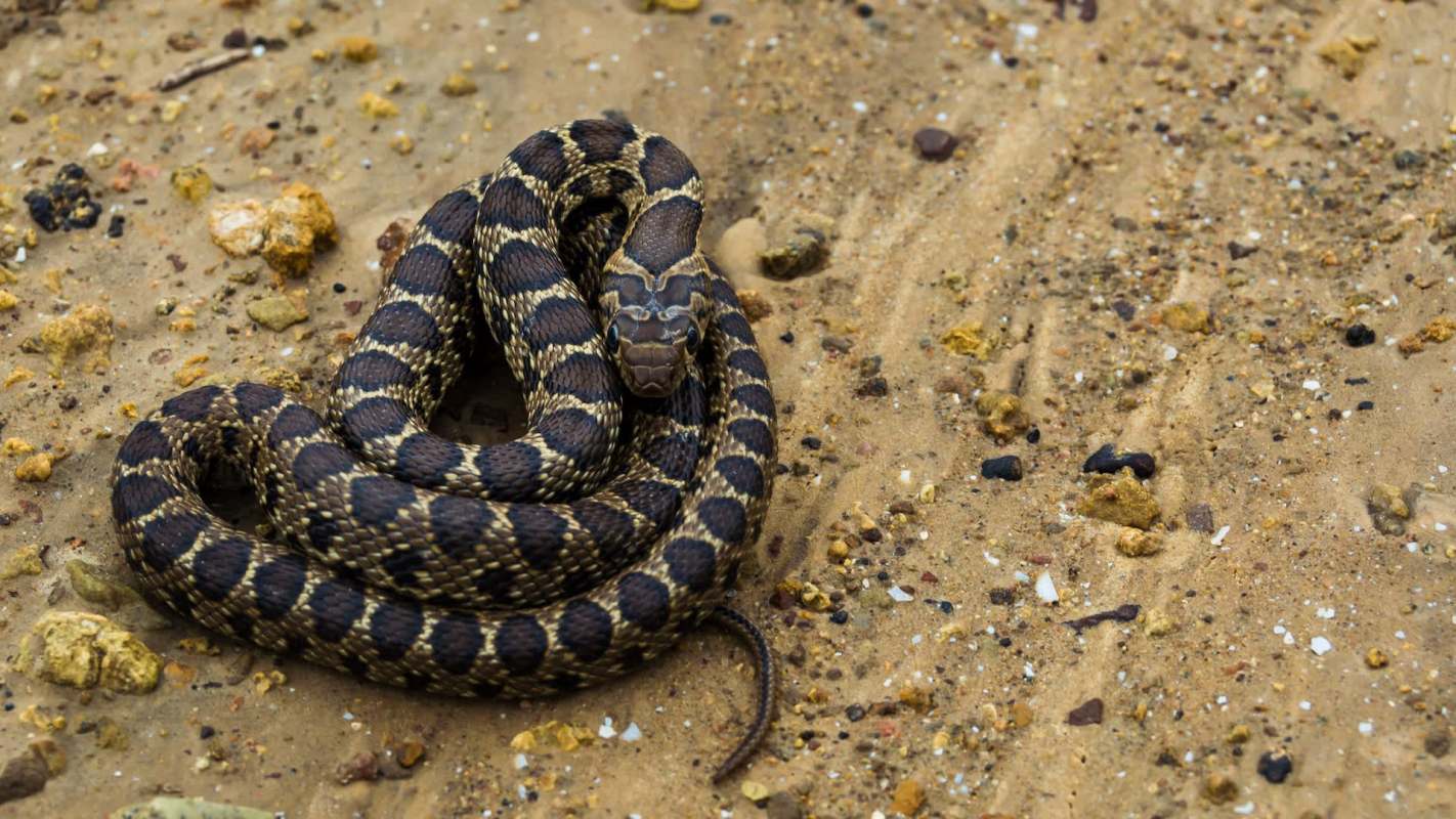 A snake with a patterned body is coiled on a sandy surface scattered with small stones and pebbles.