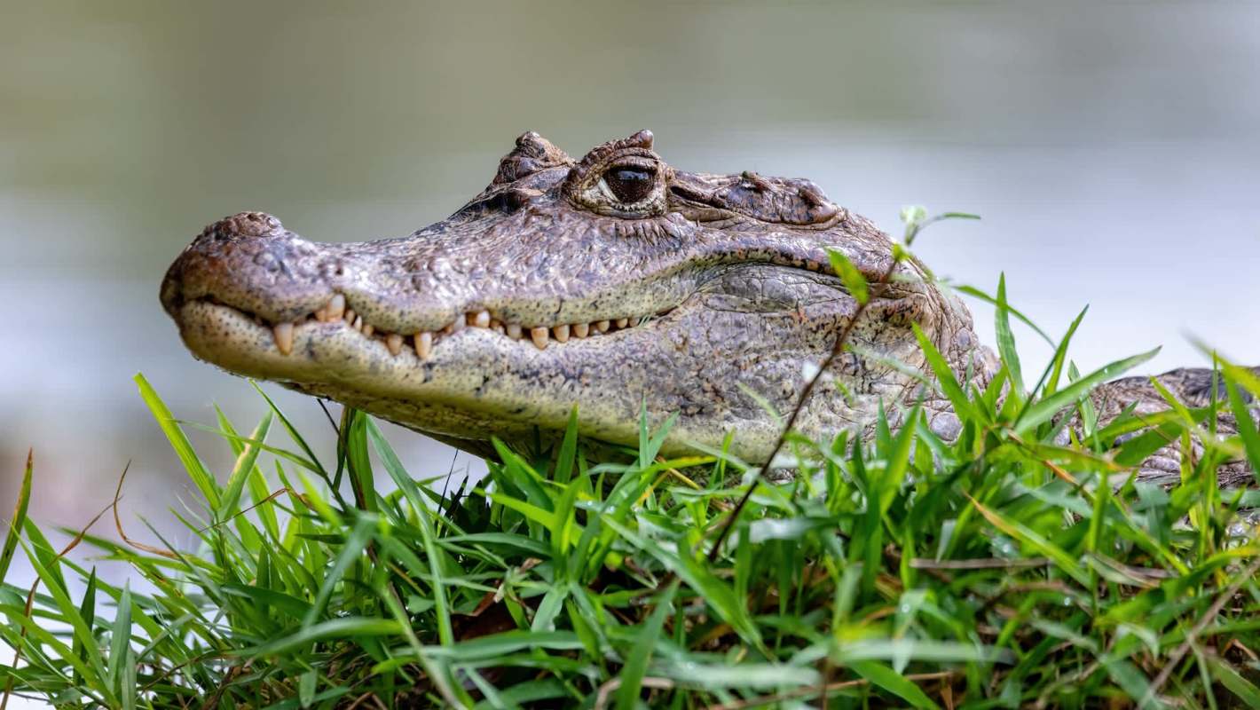 A spectacled caiman peering over a grassy bank.