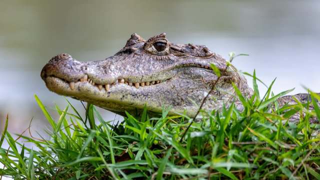 A spectacled caiman peering over a grassy bank.