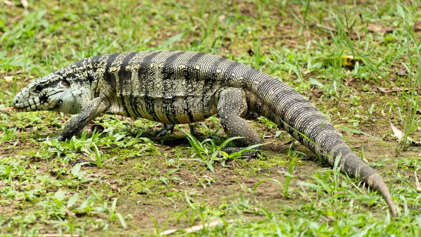 A large lizard with patterned skin walking through green grass in a natural setting.