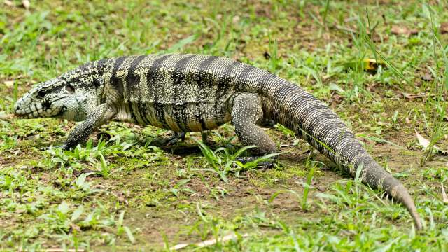 A large lizard with patterned skin walking through green grass in a natural setting.