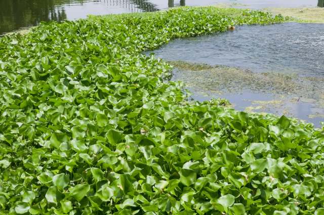 A dense mat of water hyacinth.