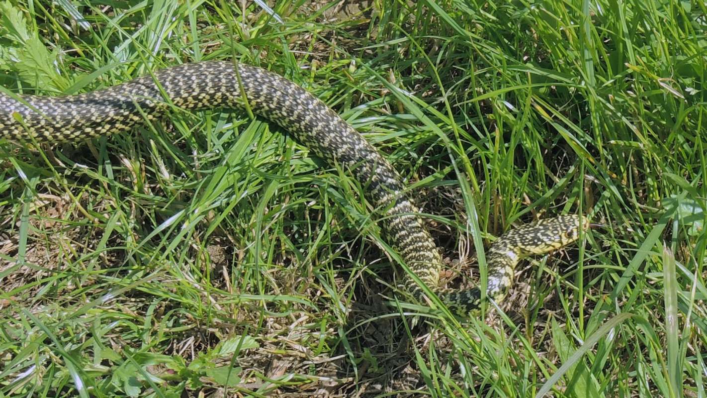 A snake blends into grassy terrain with a patterned body.