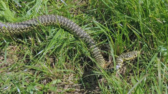 A snake blends into grassy terrain with a patterned body.