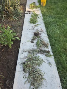 Weeds and clumps of soil on a private sidewalk in a yard. 