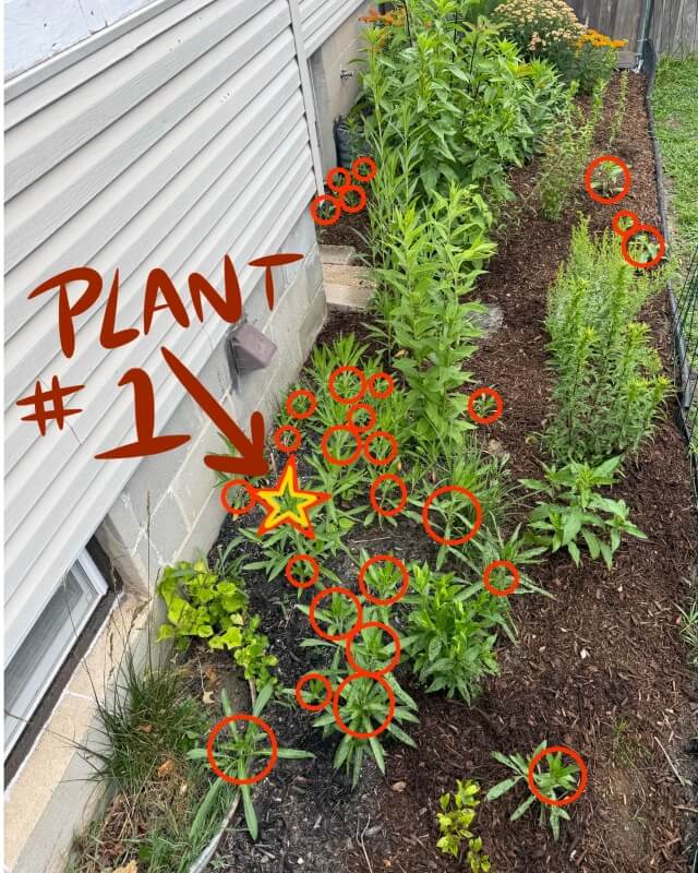 A garden flowerbed with annotation indicating the first primrose plant and multiple other instances of the species.
