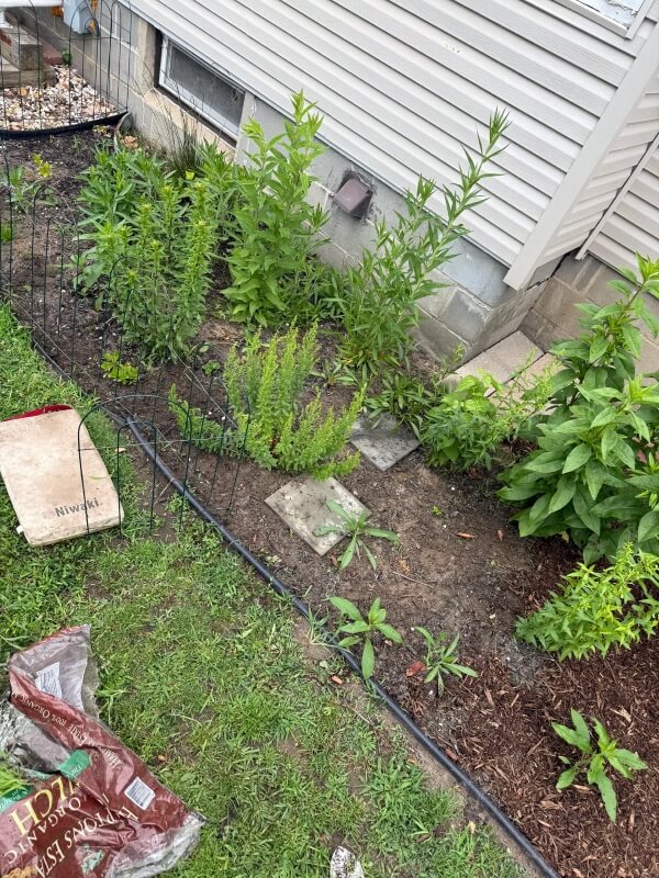 A garden flowerbed.