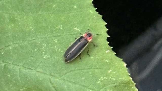 A firefly resting on a green leaf with a blurred dark background.