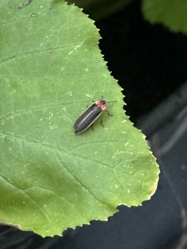 A firefly on a leaf.