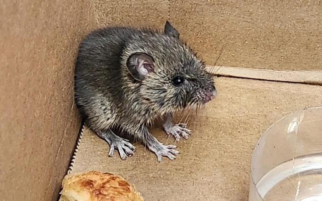 A small, furry vole with a rounded body and large black eyes sits in a cardboard box near a piece of food and water.