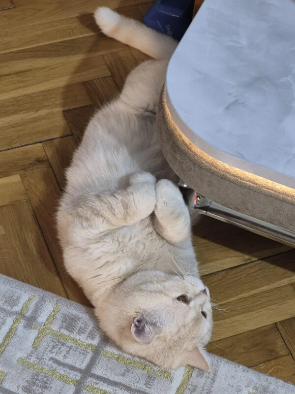 A cat.