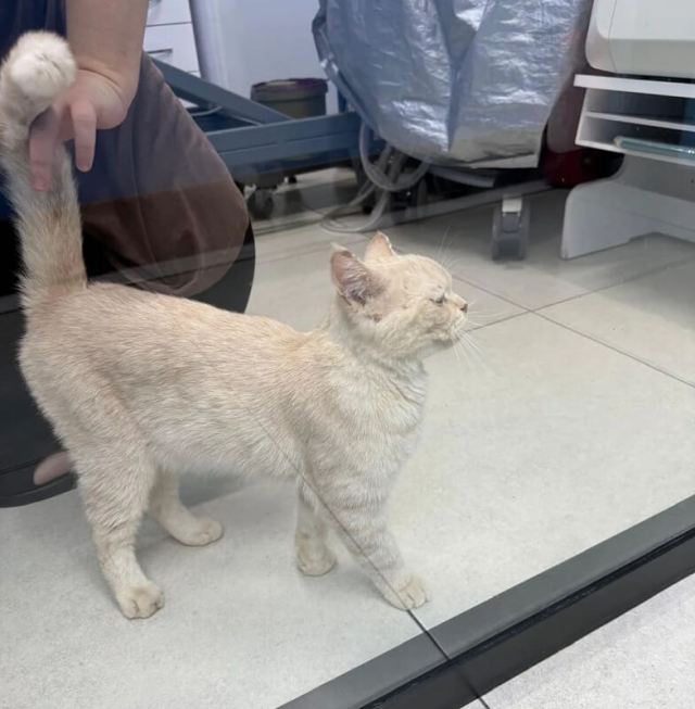 A cat.