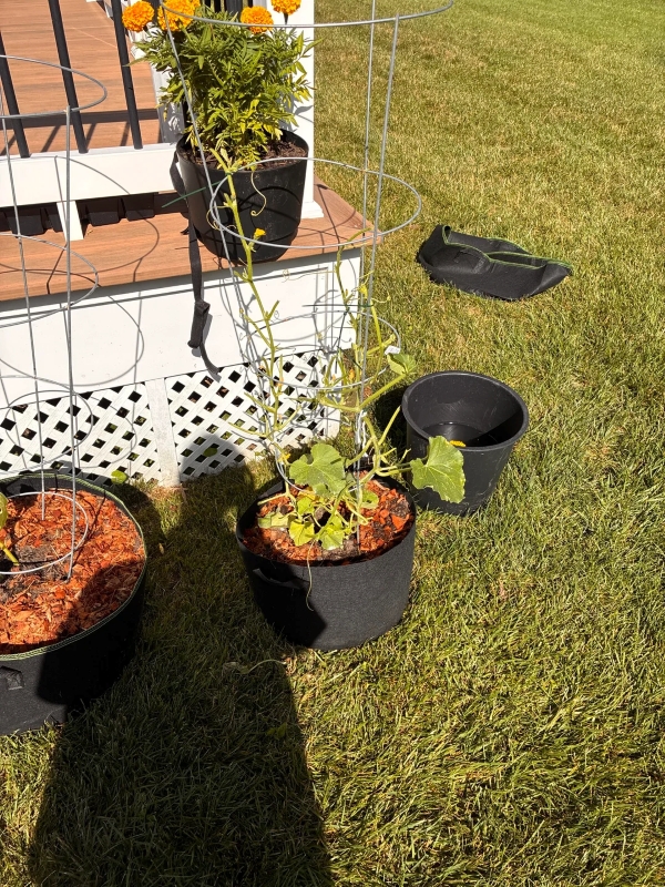 A tomato plant stripped of fruit and leaves.