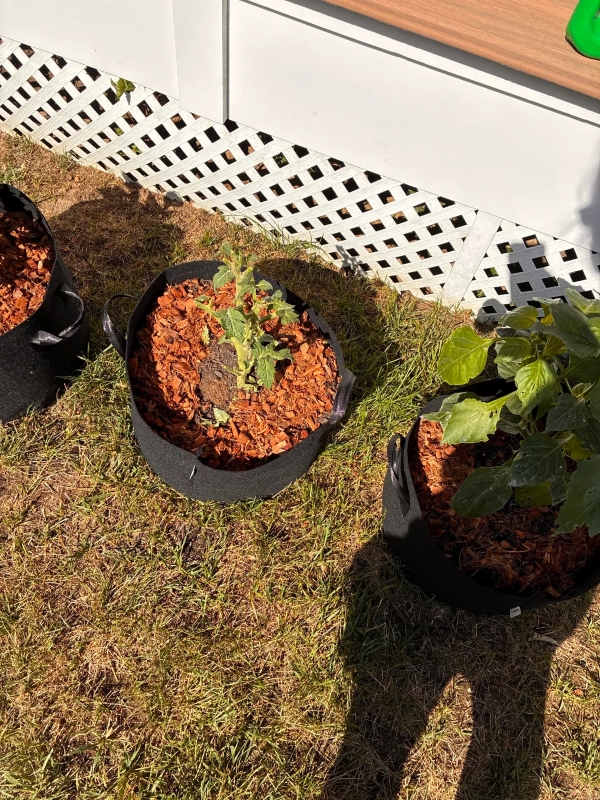 A cucumber plant with chewed leaves.
