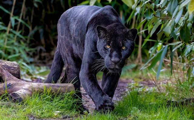 A black panther stalks through lush greenery, revealing its intense yellow eyes.