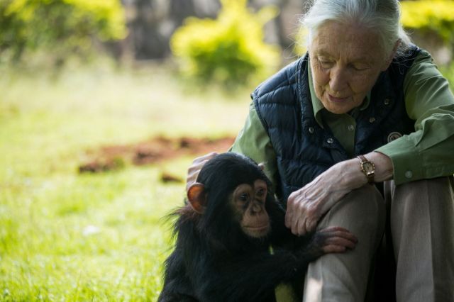 Jane Goodall with a baby chimp.