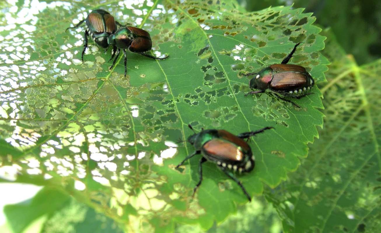 Four Japanese beetles are on a leaf with intricate patterns of damage caused by feeding.