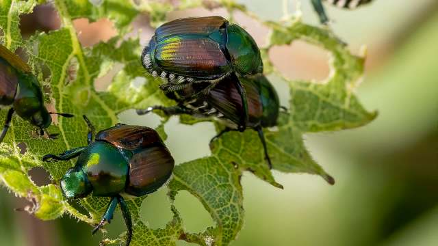 Japanese beetles on a damaged leaf.