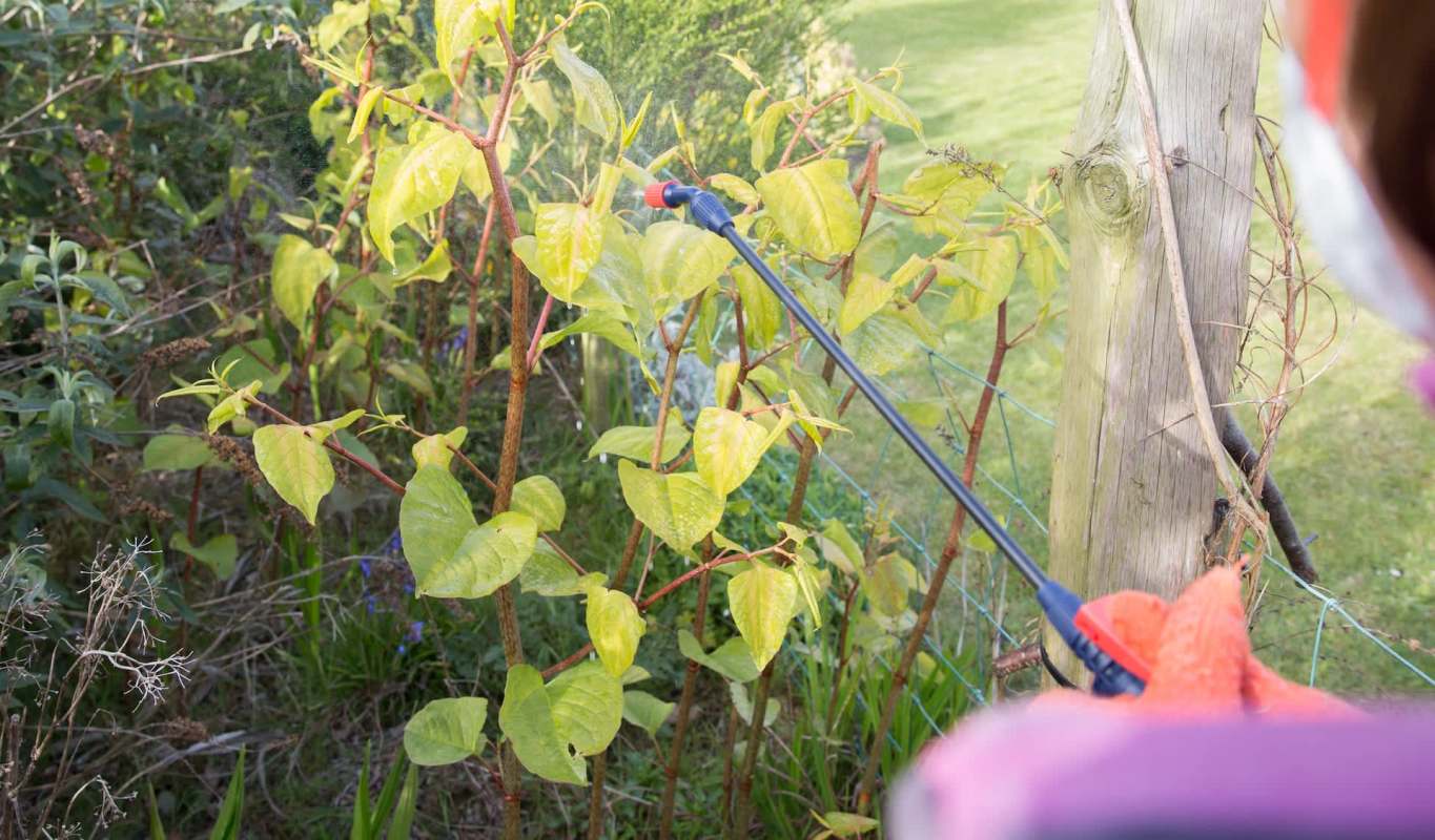 A person wearing gloves sprays pesticide on Japanese knotwood in a garden setting.