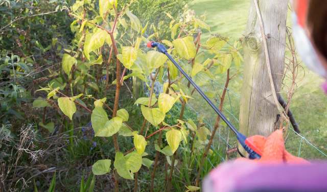 A person wearing gloves sprays pesticide on Japanese knotwood in a garden setting.