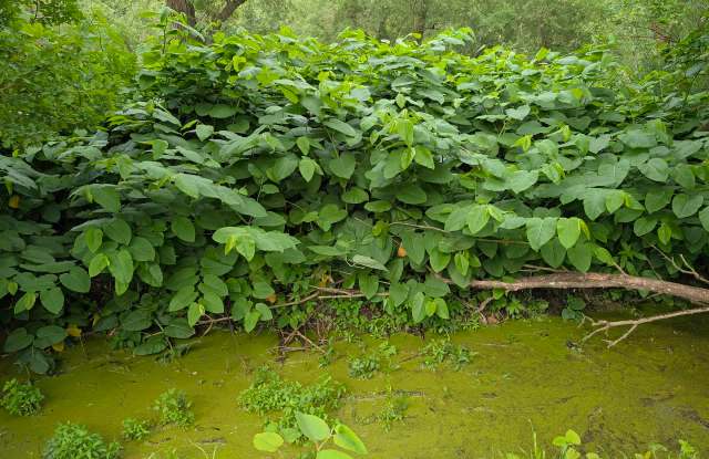 Japanese knotweed.