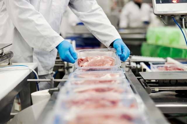 A food processing worker in gloves places pork cuts into a plastic container on a conveyor belt.