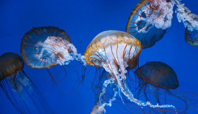 A group of jellyfish gracefully glides through blue water, showcasing their translucent bodies and long tentacles.