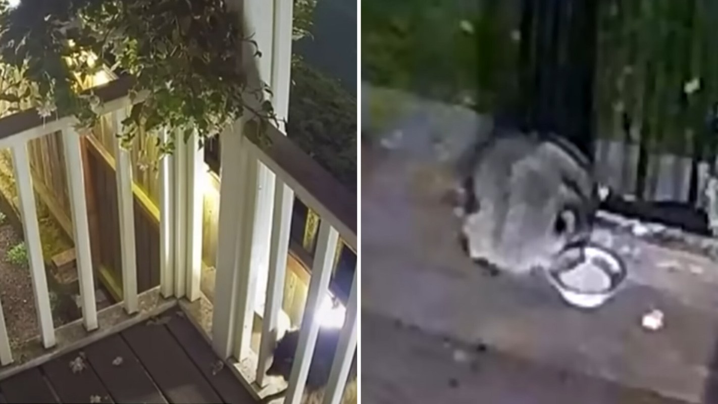 Jimothy the raccoon does his thing.