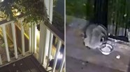 Seattle s Viral Jimothy Raccoon May Have A Rare Short Spine Disorder 