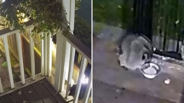 Jimothy the raccoon does his thing.