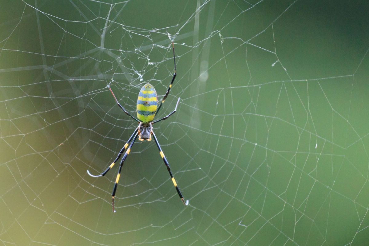 A Joro spider.