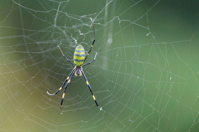 A Joro spider.