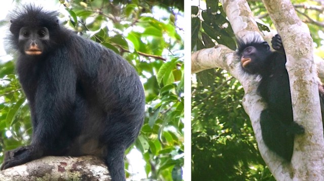 Two Likweli monkeys on tree branches.