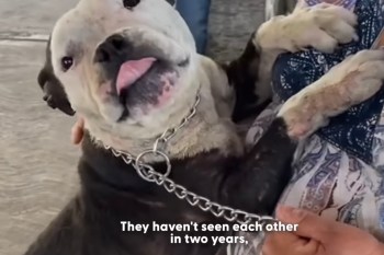 A person holds a joyful dog with a leash, celebrating their long-awaited reunion after two years apart.