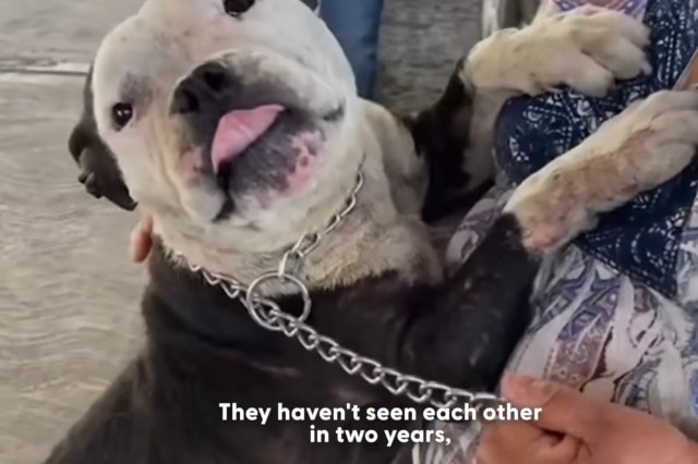 A person holds a joyful dog with a leash, celebrating their long-awaited reunion after two years apart.