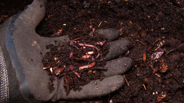 A gloved hand holding soil and worms.