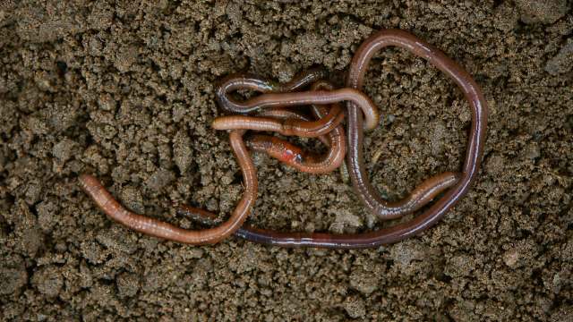 Multiple earthworms intertwined on dark, moist soil.