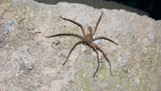 A brown spider on a textured rock surface.