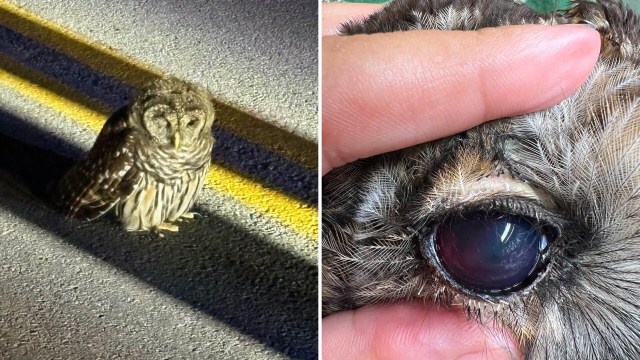 An owl stands on the road with a close-up view showing its eye being gently examined.