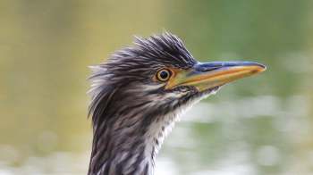 A close-up of a bird's head featuring intricate feathers and a yellow eye, set against a blurred green background.