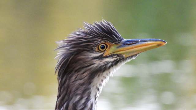 A close-up of a bird's head featuring intricate feathers and a yellow eye, set against a blurred green background.